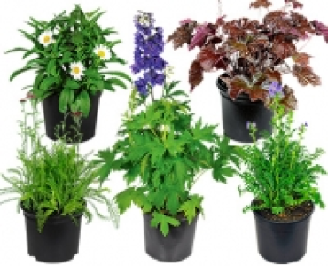 GARDENLINE®Solitärstaude