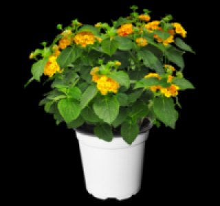 Verschiedene Beetpflanzen 1.99 €