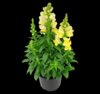 Löwenmäulchen 1.79 €