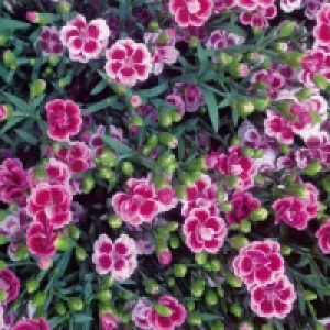 Norma  Dianthus Pink Kisses