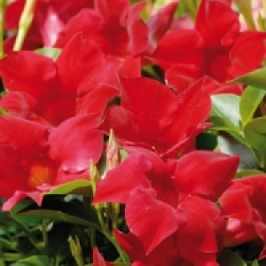 Dipladenia 9.99 €