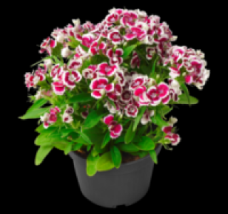 Bartnelke 1.49 €
