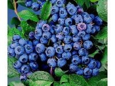 Riesenheidelbeere Goldtraube, 3 Pflanzen