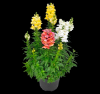 Löwenmäulchen 3.49 €