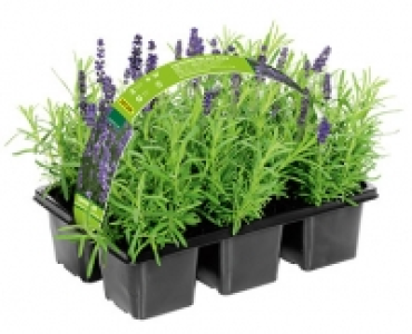 Aldi Süd  GARDENLINE®Lavendel, 6er-Tray