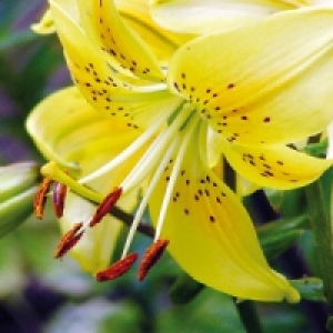 Asiatische Lilie 1.99&nbsp;&euro;