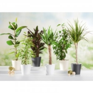 Gr&uuml;npflanzen 3.99&nbsp;&euro;