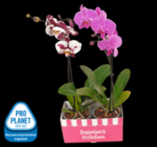 2 Schmetterlingsorchideen 7.77 €