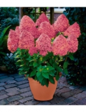 Hortensie »Hortensie Magical Fire®«