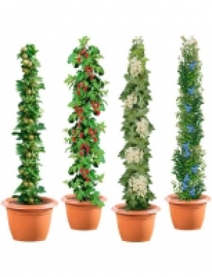 Säulenobst »4er-Set«, Weiße Johannisbeere,Grüne Stachelbeere,Himbeere,