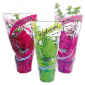 Rispenhortensie 5.99 €