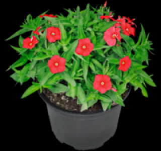 Flammenblume 1.49&nbsp;&euro;