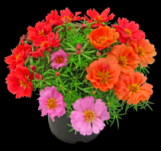 Portulakröschen 1.49 €
