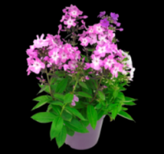 Flammenblume 1.99&nbsp;&euro;