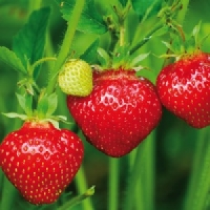 Erdbeerpflanze 1.19 €