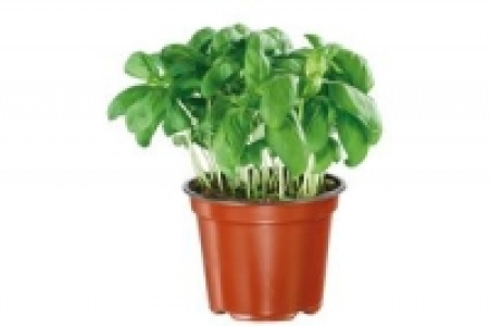 Basilikum 1.49&nbsp;&euro;