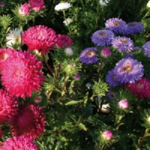 Sommeraster 1.99&nbsp;&euro;