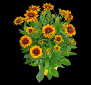 Sonnenhut 7.99 €