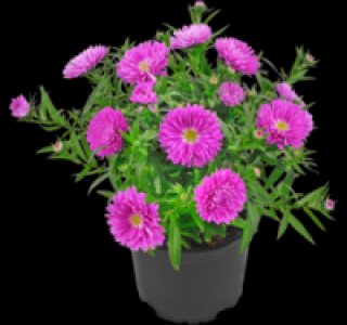 Glattblatt-Aster 1.29 €