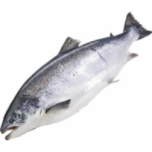 Bömlo Lachs