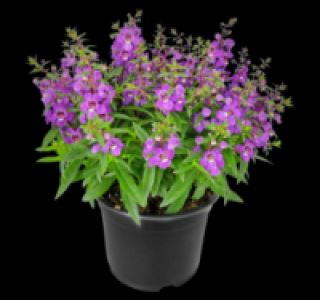 Angelonia 1.79&nbsp;&euro;