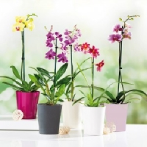 Orchideen-Mix 5.99 €