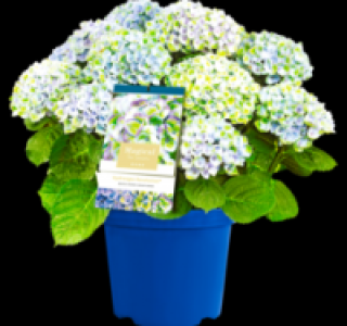 Hortensie Magical 9.99&nbsp;&euro;