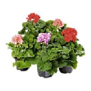 Geranie 0.99 €