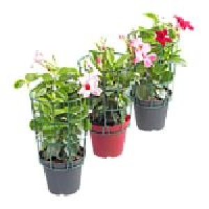 Dipladenia 5.99 €