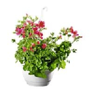Ampelpflanzen-Mix 5.99 €