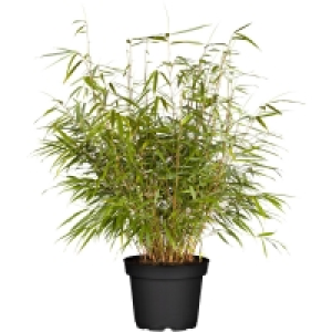 OBI Obi Living Garden OBI Gartenbambus Asian Wonder Höhe 40 - 60 cm Topf ca. 5 l Fargesia 