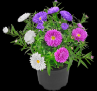 Glattblatt-Aster 1.79 €