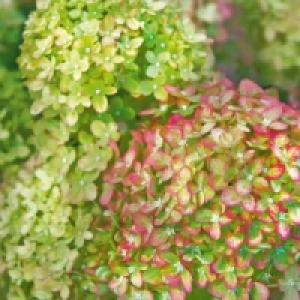 Rispen Hortensie 5.99 €