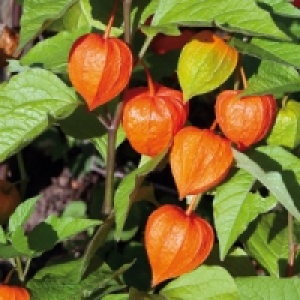 Lampionblume 3.99&nbsp;&euro;