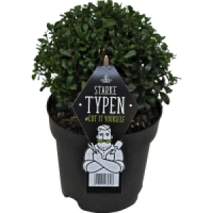 Japanische Stechpalme Starke Typen Kugel Ø 20 - 25 cm Topf ca. 2 l I 12.99 €