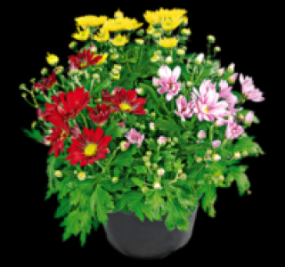 Bunte Chrysantheme 2.49 €