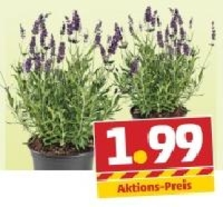 Lavendel 1.99 €