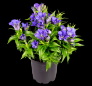 Enzian 2.22 €