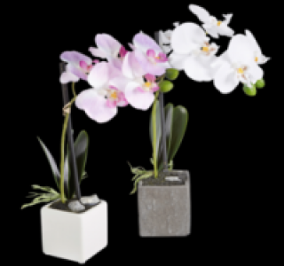 Deko-Orchidee im Topf 6.99 €