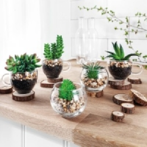 Deko-Sukkulenten 2.49 €