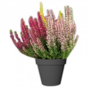 Calluna 2.99 €