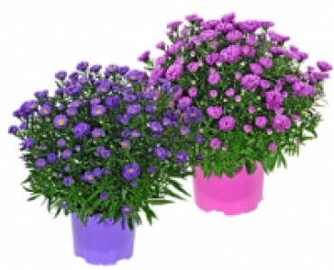 GARDENLINE®Herbstaster
