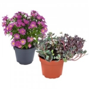 Herbstzauber Mix 1.49&nbsp;&euro;