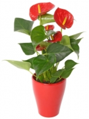 Flamingoblume 4.99 €