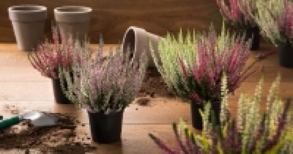 Sommerheide 1.19&nbsp;&euro;