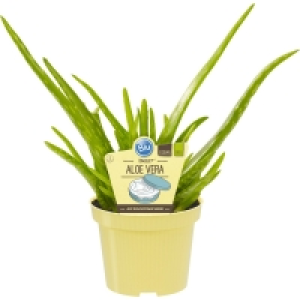 OBI Blu  Echte Aloe Vera Topf-Ø ca. 12 cm