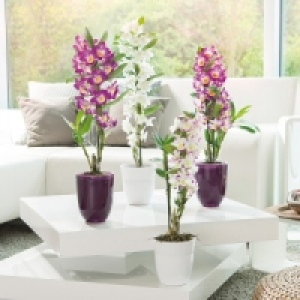 Dendrobium nobile 6.99 €