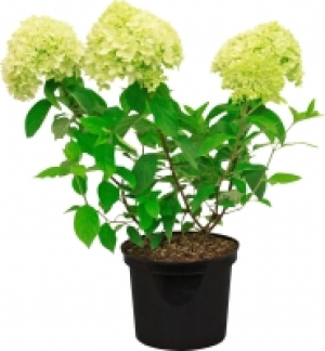 Rispenhortensie 9.99 €