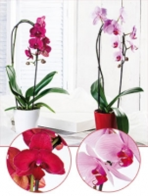 Phalaenopsis Cascade 9.99 €