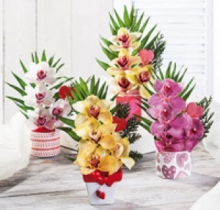 Orchideengesteck 4.99 €
